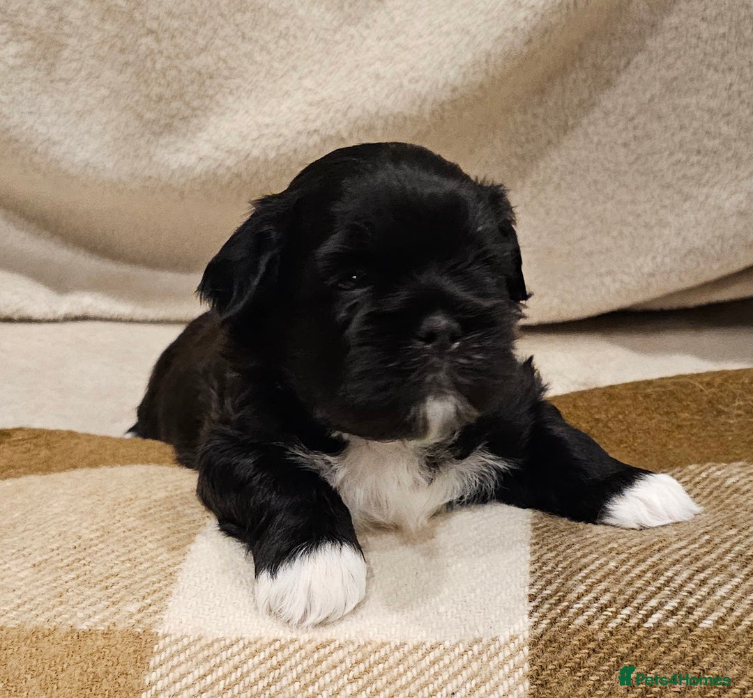 Lhasa Apso dogs for sale: Stunning pedigree Lhasa Apso Puppies - Advert 10