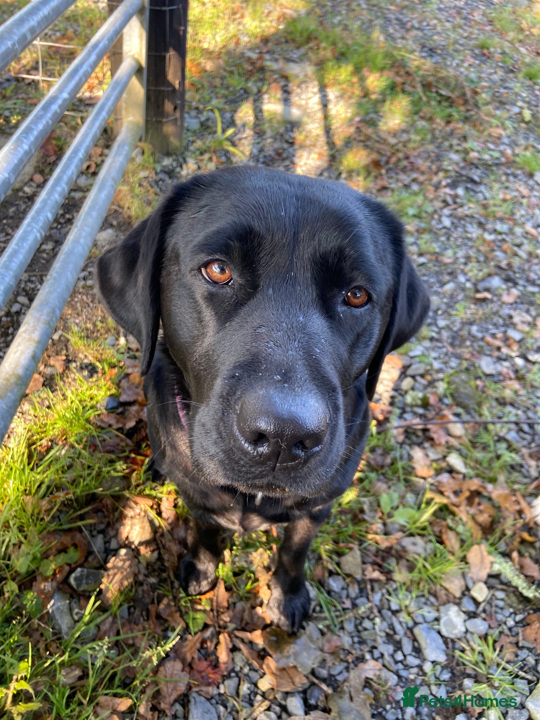 Labrador Retriever dogs for sale: Labrador puppies - Image 7