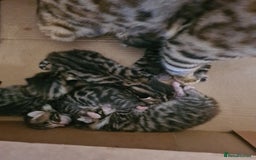 Bengal cats for sale: Kittens x bengal  - Advert 7