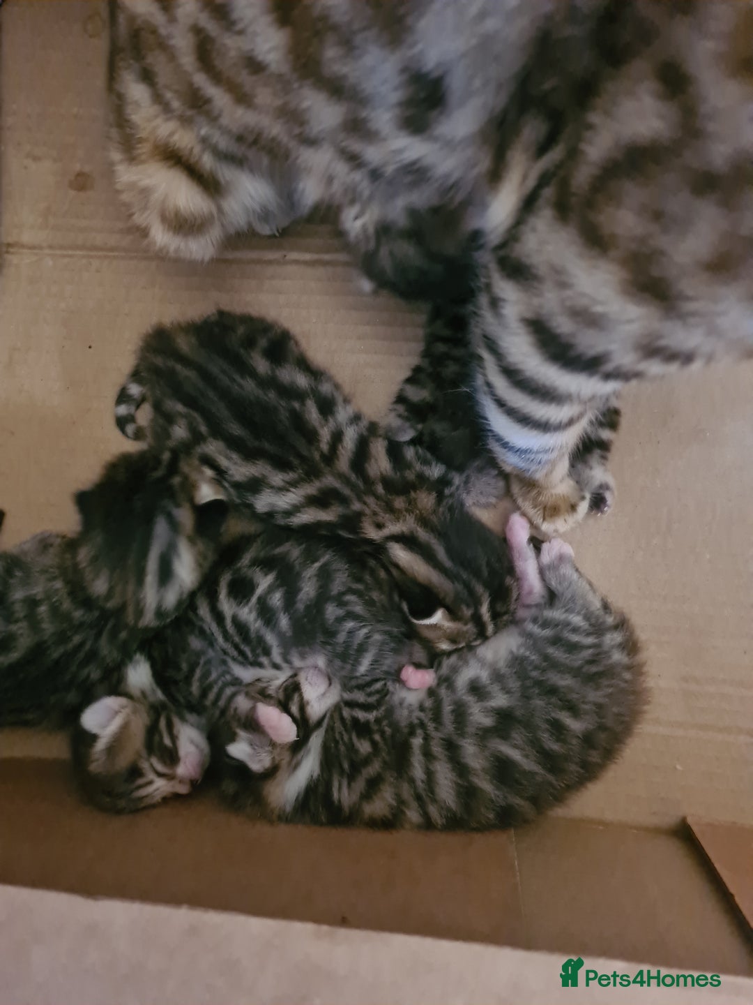 Bengal cats for sale: Kittens x bengal  - Advert 7