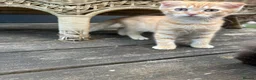 Scottish Fold cats for sale: Scottish fold kittens ready to leave now  - Advert 12