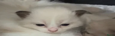 Ragdoll 2