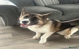 Akita dogs for sale: Female American Akita. - Image 1