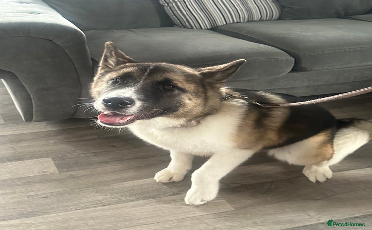 Akita dogs - Advert 1