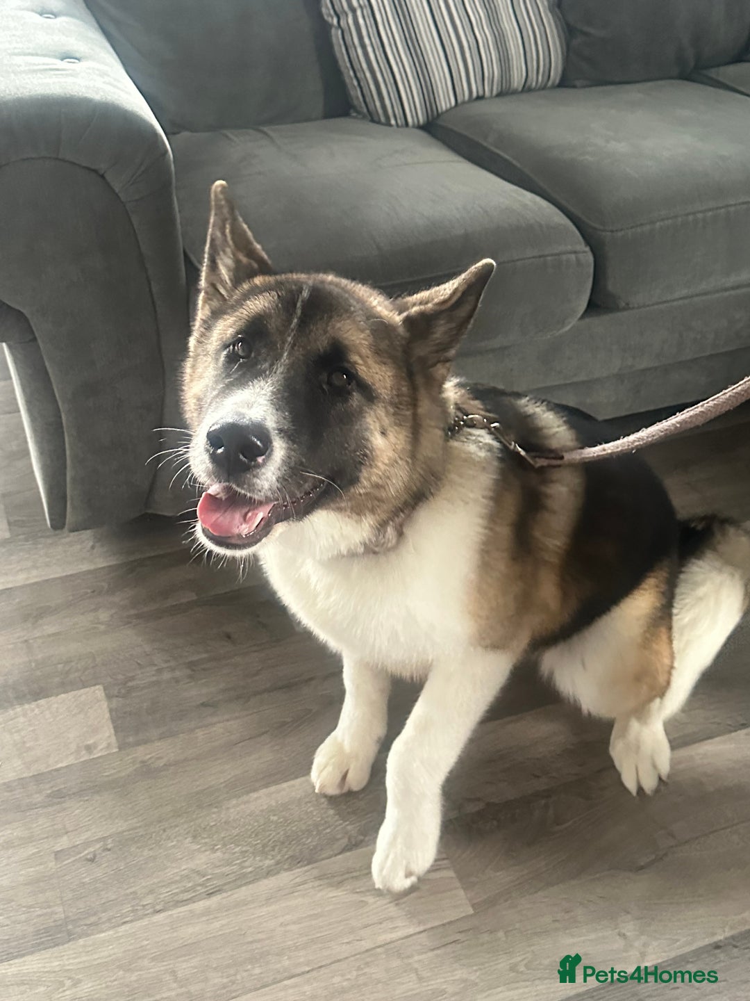 Akita dogs for sale: Female American Akita. - Image 1