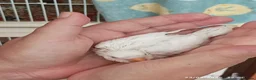 Budgerigars birds for sale: Baby Budgies boy and girl - Advert 8