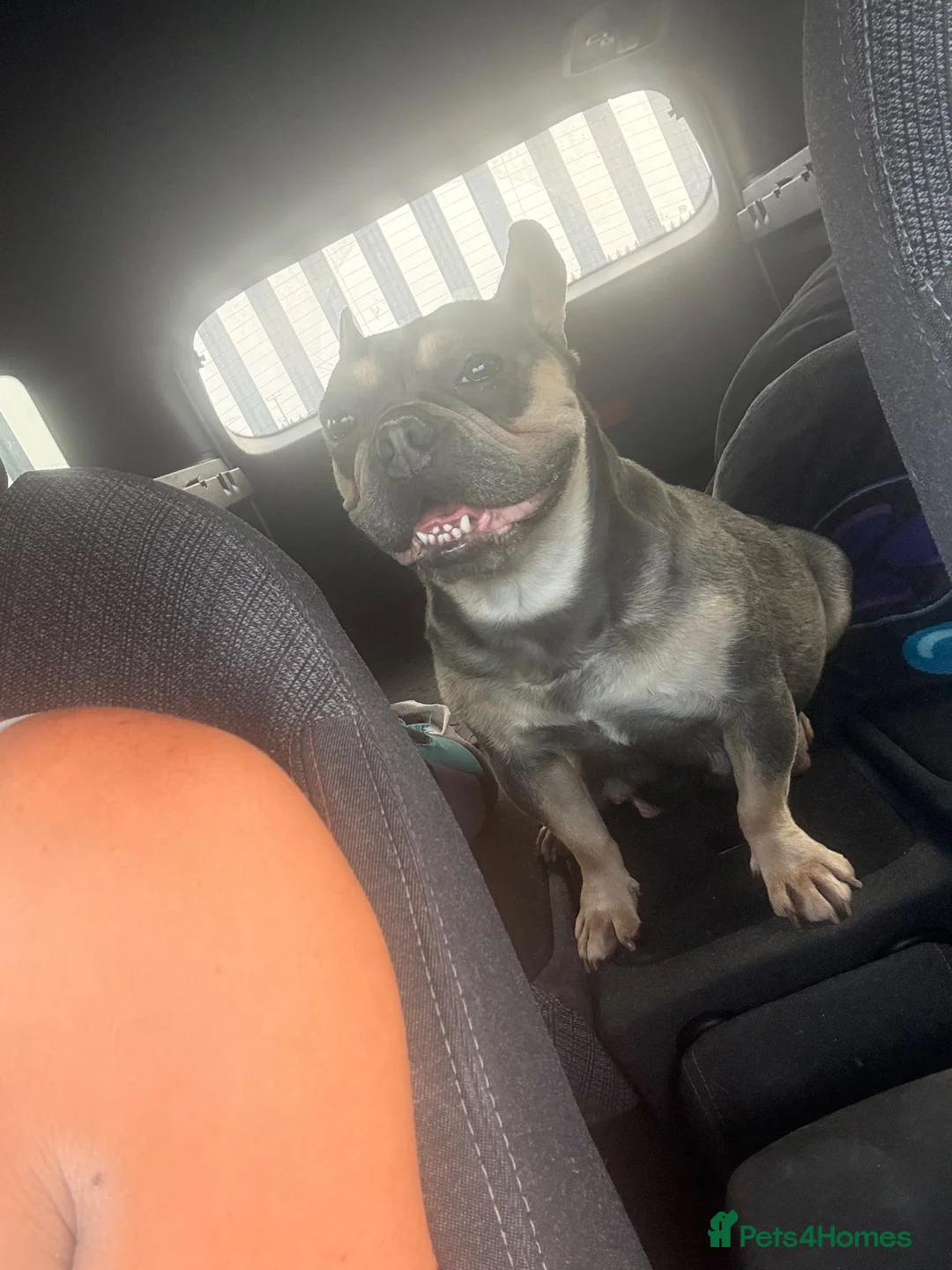 French Bulldog dogs for sale: 7 stunning rare frenchies  - Advert 1