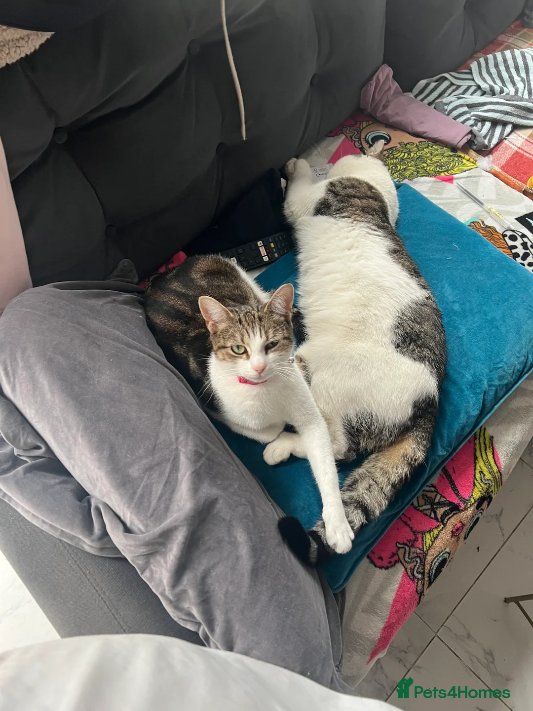 Mixed Breed cats for sale: Beautiful kitten  - Advert 2