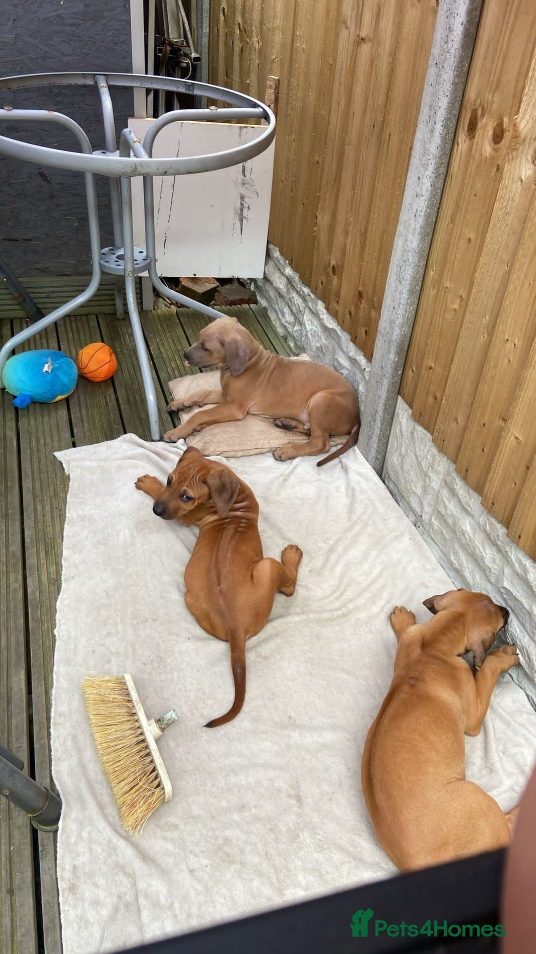 Rhodesian Ridgeback dogs for sale: 🦁KC RHODESIAN RIDGEBACKS PUPPIES🦁  - Image 4