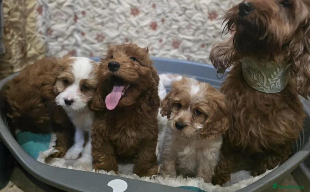 Cockapoo dogs for sale: Cockapoo Puppies - Advert 6