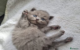 British Shorthair cats for sale: Beautiful British Short hair Blue kittens for sale - Image 1