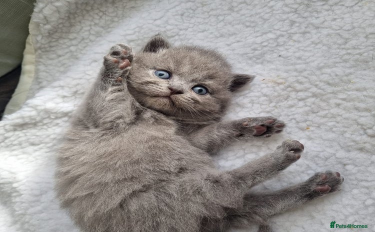 British Shorthair cats - Advert 1