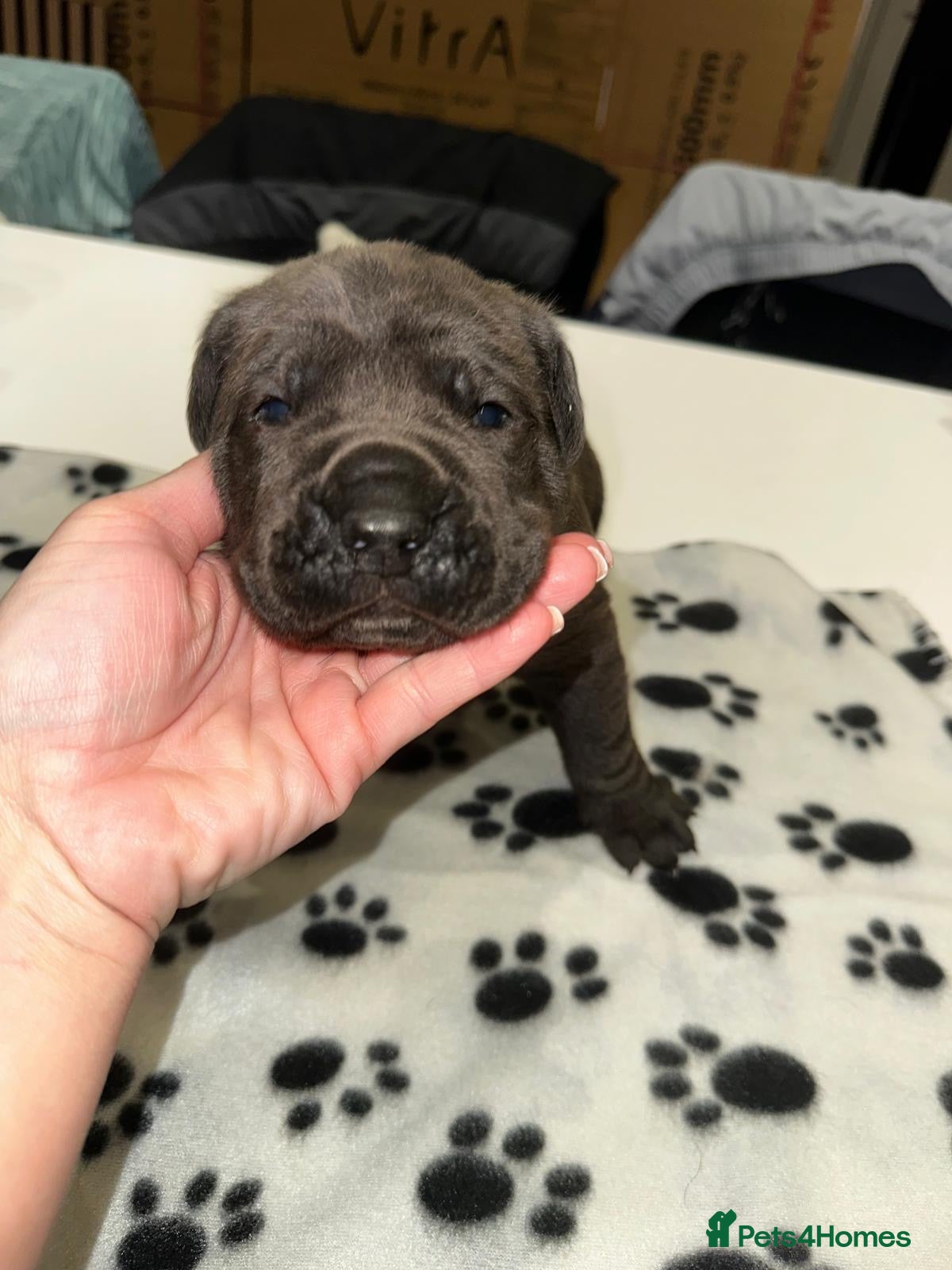 Cane Corso dogs for sale: Cane corso puppies  - Advert 16