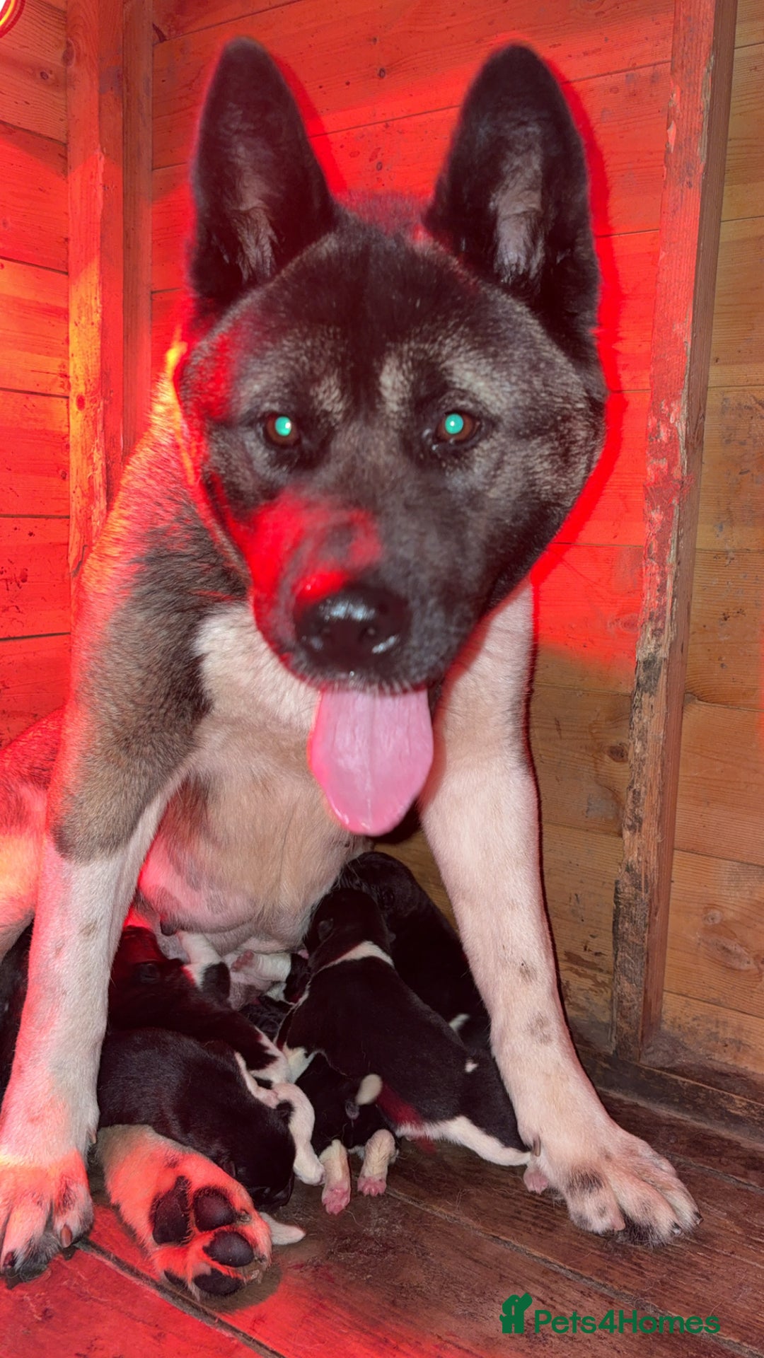 Akita dogs for sale: Beautiful KC Registered American Akita Puppies - Image 18