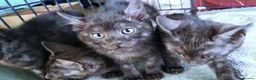 Bengal cats for sale: SMOKE CHARCOAL SILVER BENGAL MIX KITTENS - Advert 5