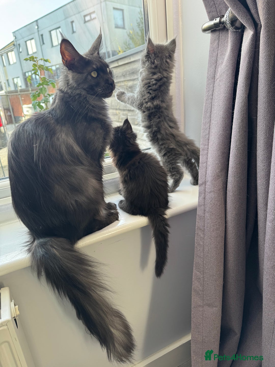 Maine Coon cats for sale: Pedigree Maine Coon Kittens – Blues & Smokes - Advert 36