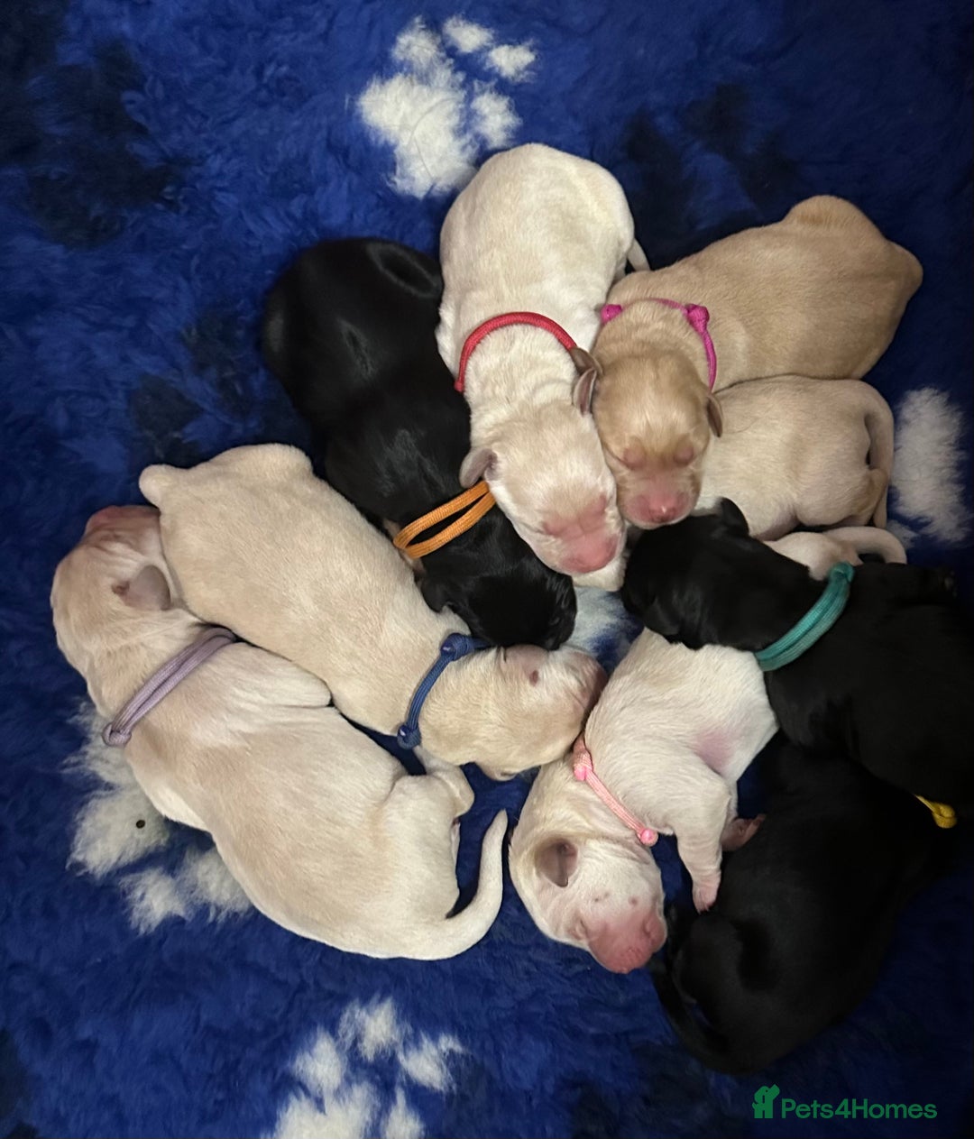 Goldador dogs for sale: Goldador puppies - Image 2