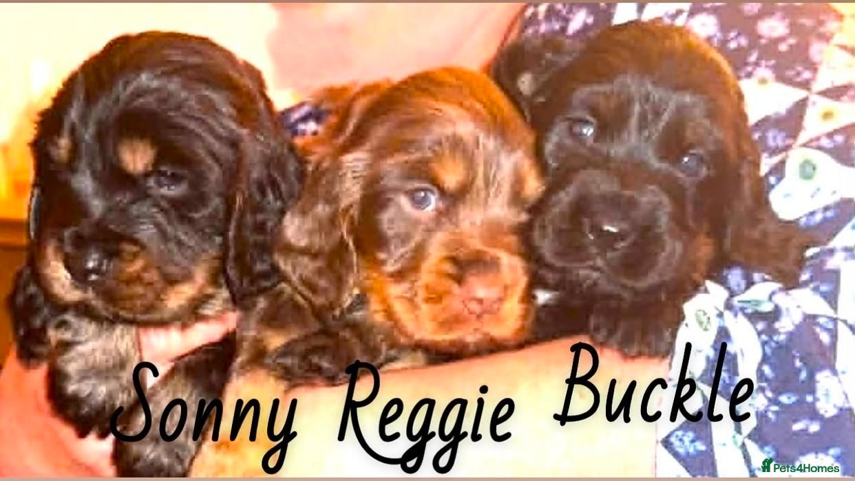 Cocker Spaniel dogs 6 Stunning Working Cocker Spaniels. 1 BOY LEFT - Advert 2