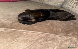 Cockapoo dogs for sale: Tri cockapoo girl  - Image 14