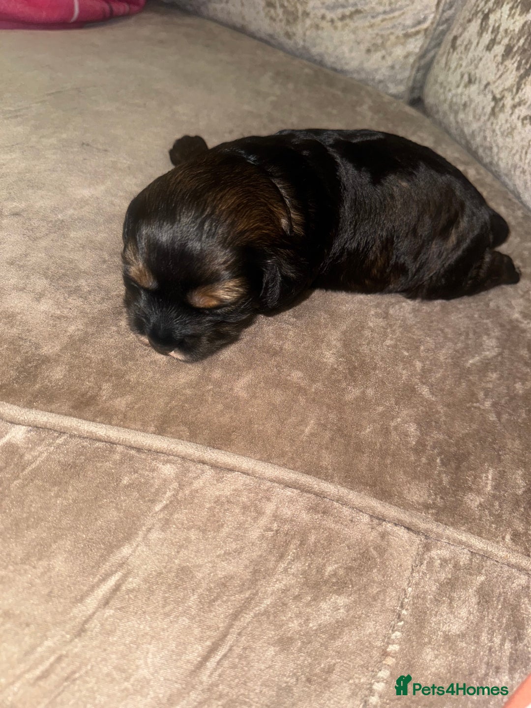 Cockapoo dogs for sale: Tri cockapoo girl  - Image 14