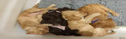 Cocker Spaniel dogs for sale: KC REGISTERED WORKING COCKER SPANIEL PUPPIES  - Advert 4