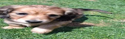 Miniature Dachshund dogs for sale: Mini Long Haired Daschund 2 girls left - Advert 13