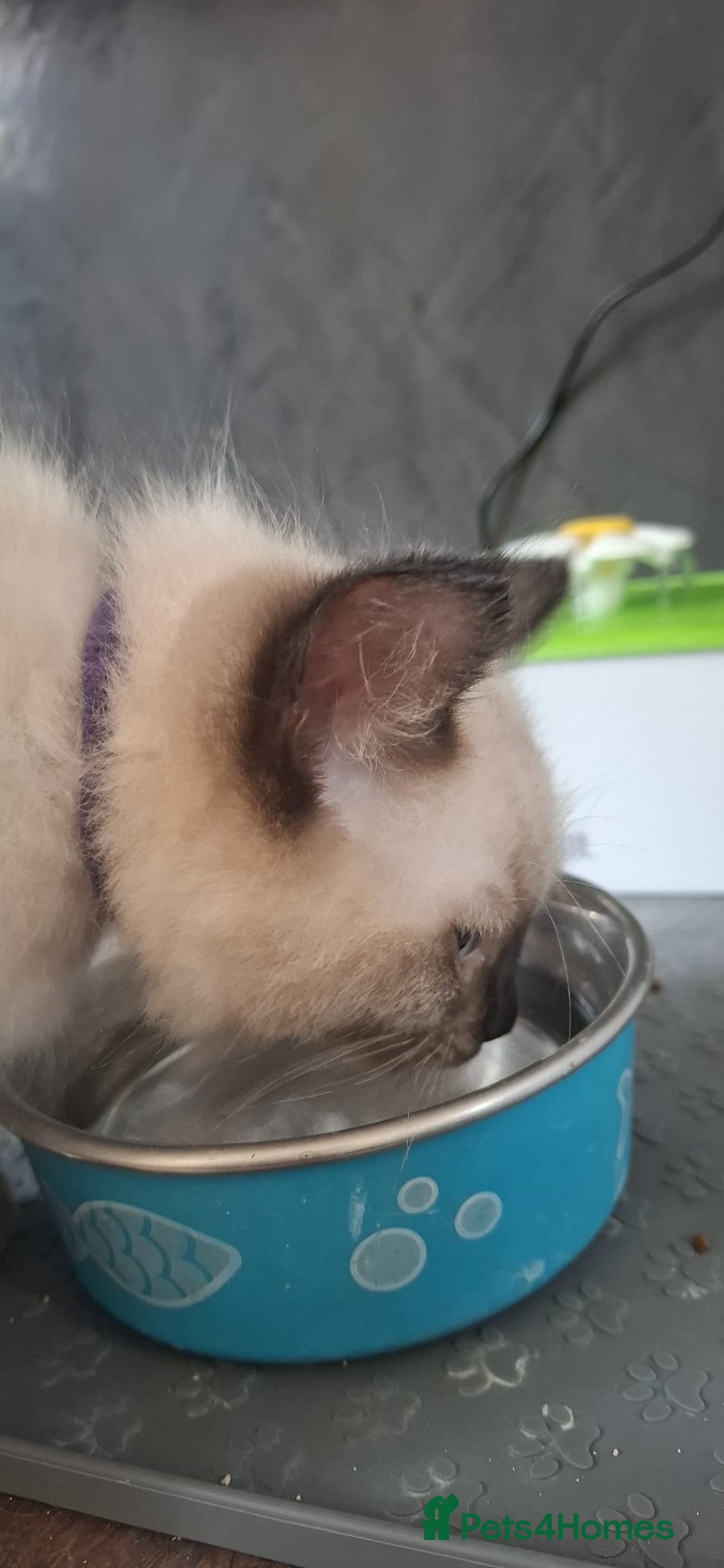 Ragdoll cats for sale: LAST TWO GCCF Ragdolls 1 boy and 1 girl left - Image 18