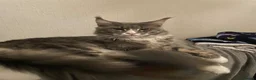 Maine Coon cats for sale: Maine coon kittens for sale - Advert 7