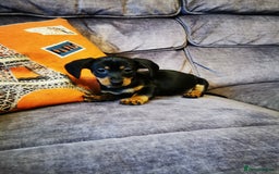 Dachshund dogs for sale: Unusual colour beautiful miniature dachshound pups - Advert 21