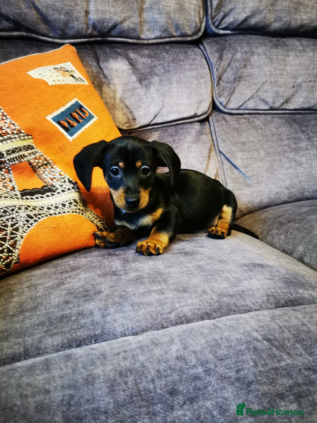 Dachshund dogs for sale: Unusual colour beautiful miniature dachshound pups - Advert 21