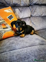 Dachshund dogs Unusual colour beautiful miniature dachshound pups - Advert 4
