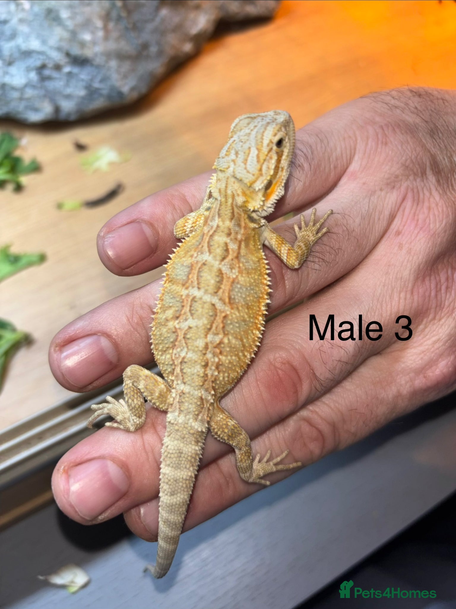 Bearded Dragon reptiles Friendly bearded baby dragons - Advert 1