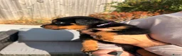 Rottweiler dogs for sale: Not tobe missed Beautiful strong healthy pups  - Advert 15