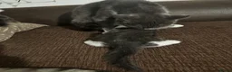 Mixed Breed cats for sale: 🩷Cross Maine Coone Kittens🩷 - Advert 1