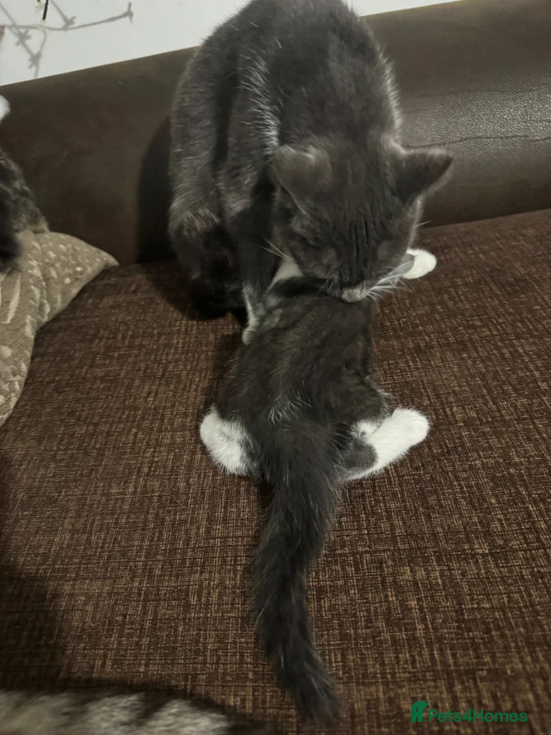 Mixed Breed cats for sale: 🩷Cross Maine Coone Kittens🩷 - Advert 1