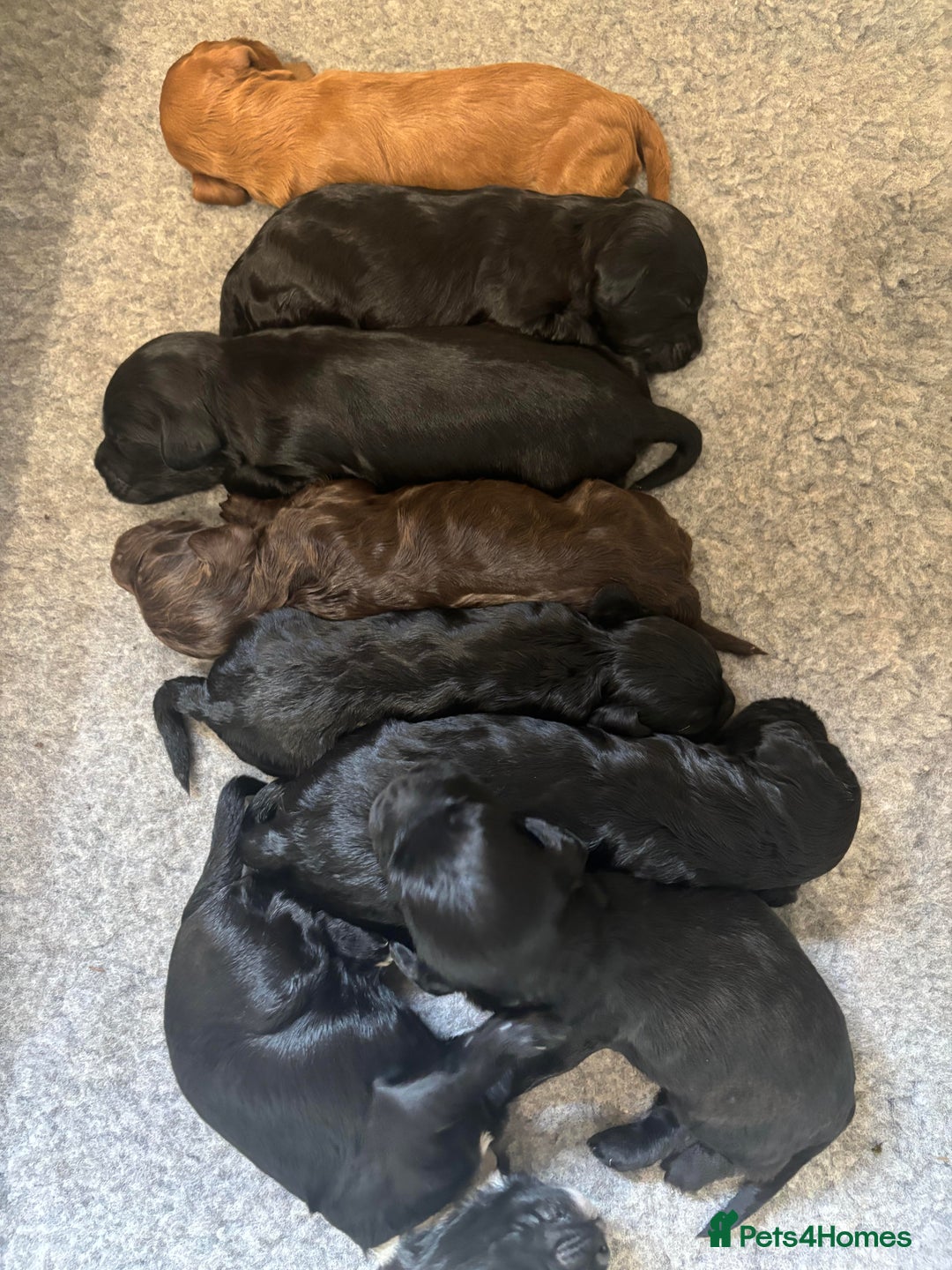Cockapoo dogs for sale: Gorgeous cockapoo puppies!  - Image 6