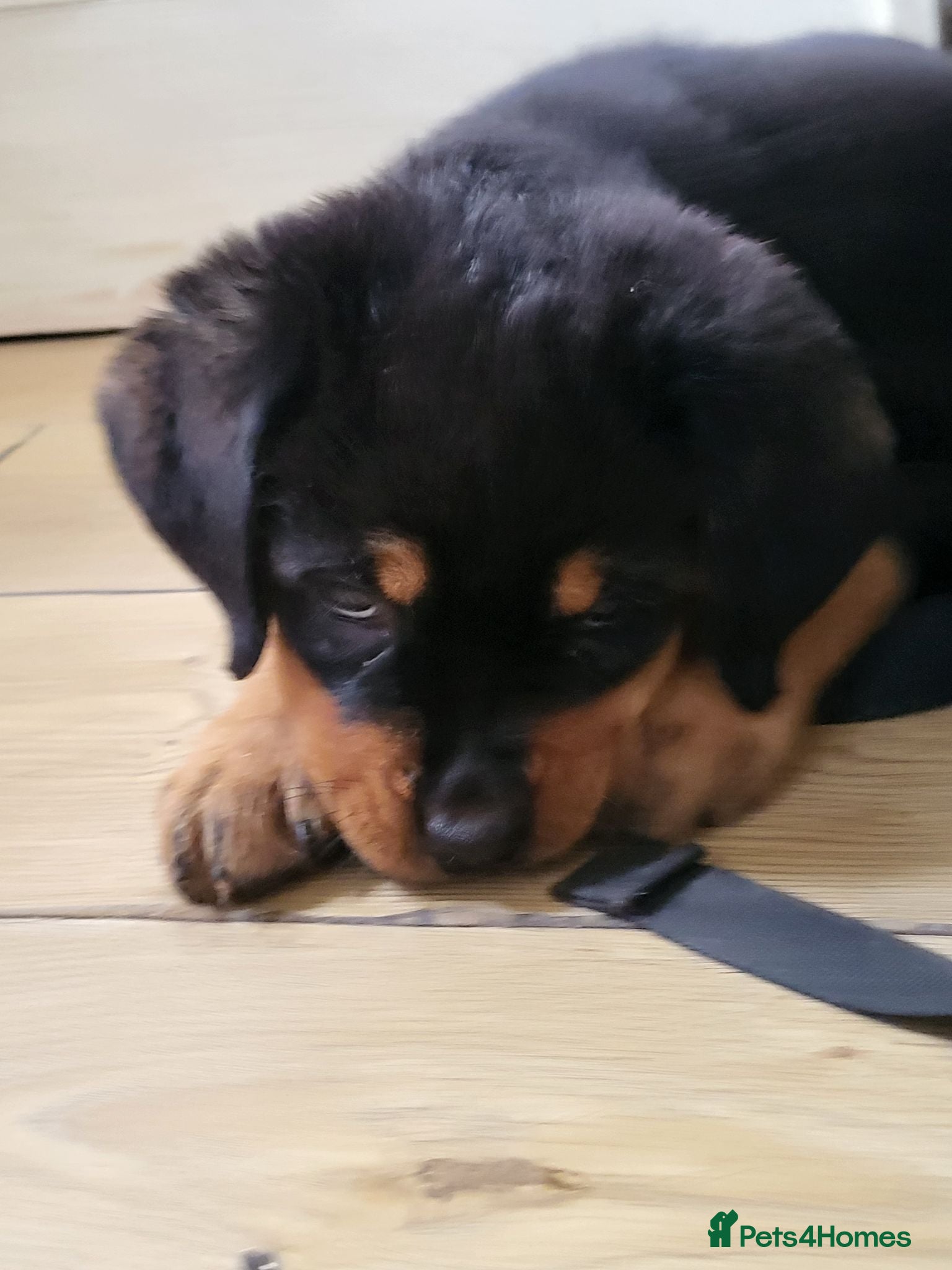 Rottweiler dogs Rottweiler pupps for sale  - Advert 2