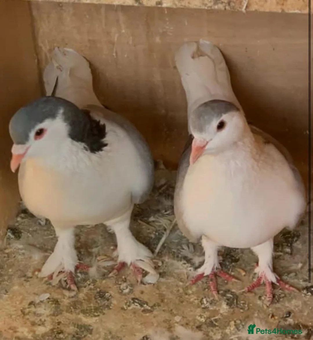 Pigeons birds for sale: Pure Pakistani Lahore Pigeons - Advert 1