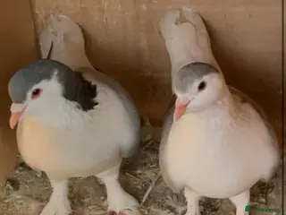 Pigeons birds Pure Pakistani Lahore Pigeons - Advert 3