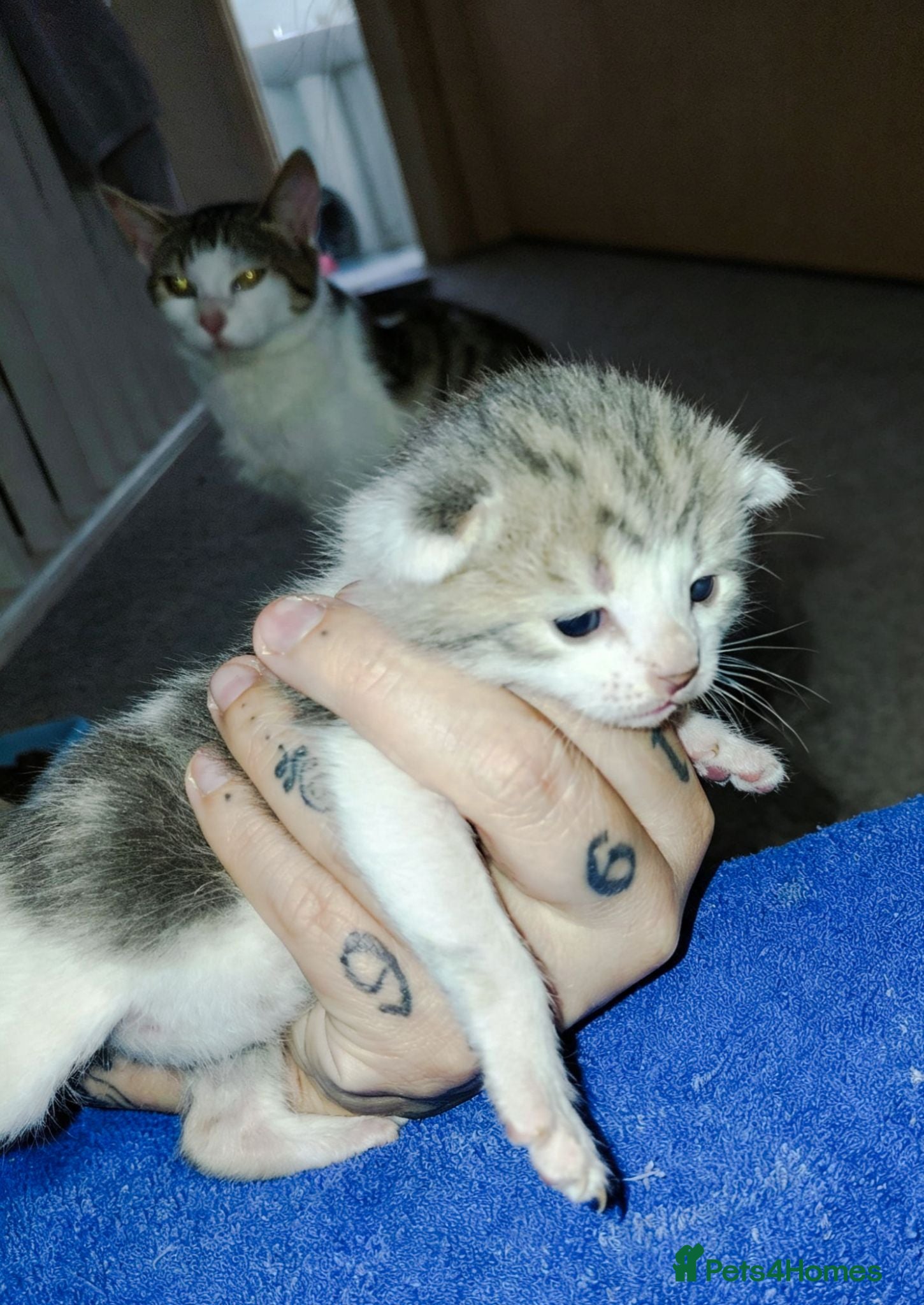 Mixed Breed cats babies for sale  - Advert 19