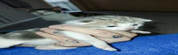 Mixed Breed cats for sale: babies for sale  - Advert 6
