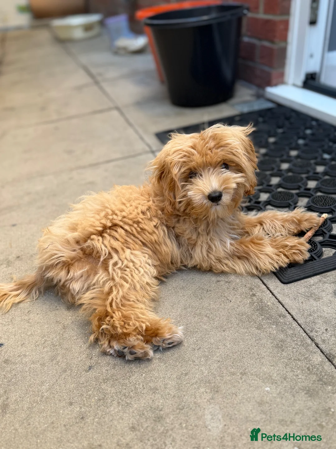Miniature Poodle dogs for sale: Maltipoo - Advert 2