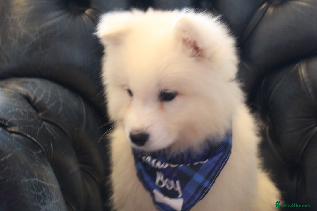 Samoyed dogs for sale: Samoyed puppies looking for the new loving  home - Image 5