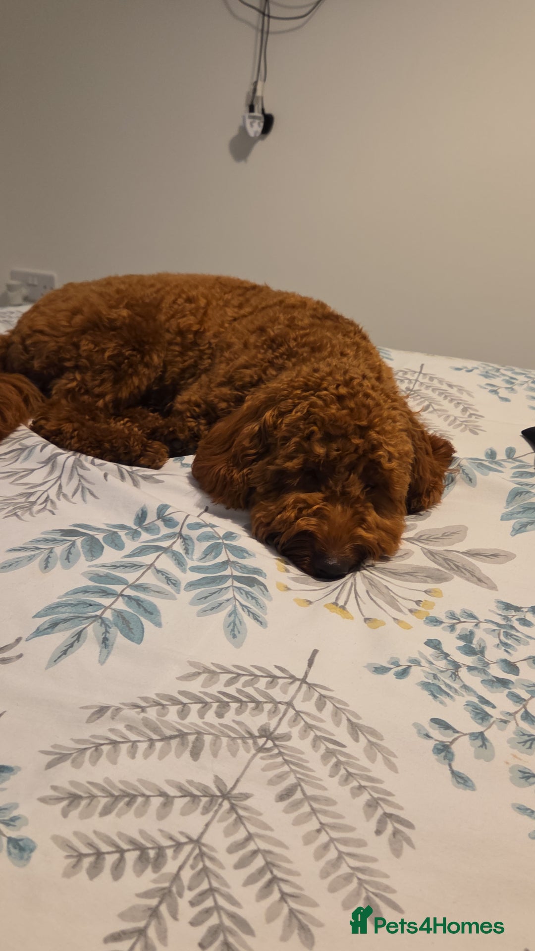 Cockapoo dogs for sale: Fox Red F1b Cockapoo Male - Image 8