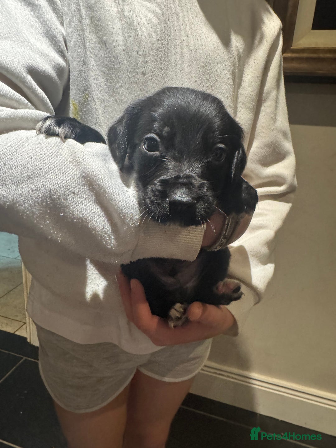 Mixed Breed dogs for sale: Sprollies - Image 14