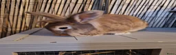 Lionhead rabbits for sale: Bonded sister lionheads in Deeside - Advert 7