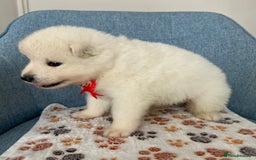 Samoyed dogs for sale: Beautiful Samoyed puppies  - Image 11
