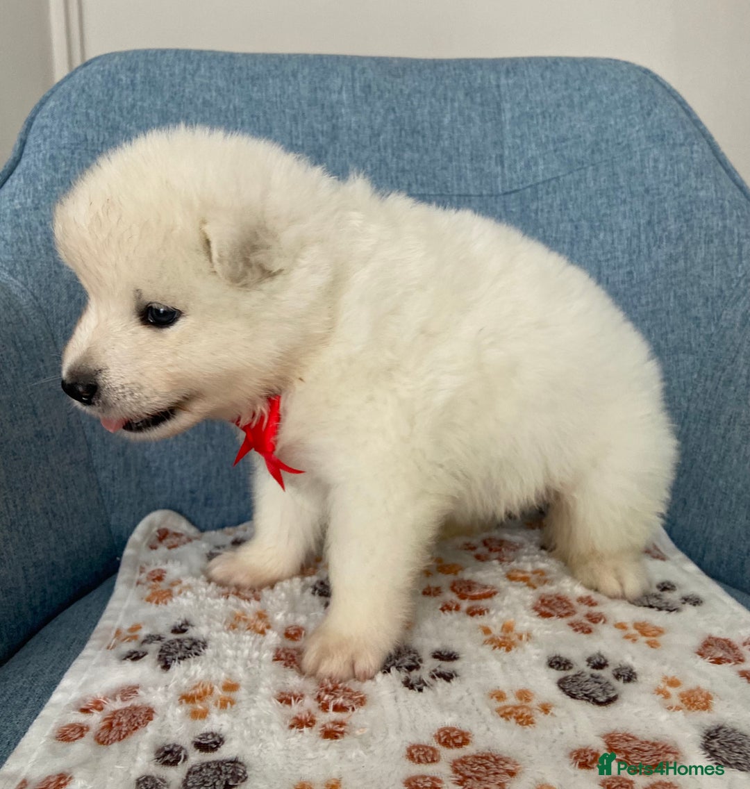 Samoyed dogs for sale: Beautiful Samoyed puppies  - Image 11