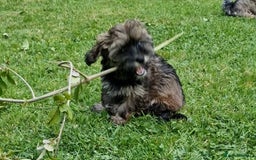 Havanese dogs for sale: Havanese  - Image 6