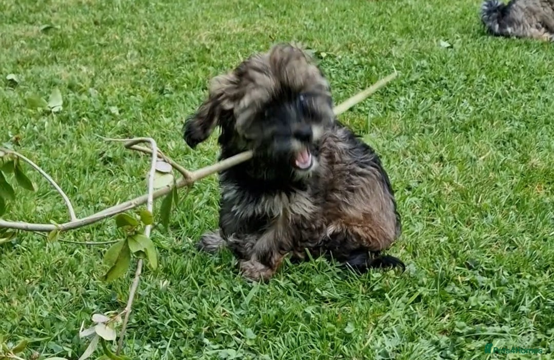 Havanese dogs for sale: Havanese  - Image 6